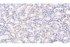 Detection of OPN in Bovine Kidney Tissue using Polyclonal Antibody to Osteopontin (OPN) (Osteopontin 抗体  (AA 17-278))