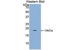 Western Blotting (WB) image for anti-Placenta Growth Factor (PGF) (AA 43-162) antibody (ABIN1860263) (PLGF 抗体  (AA 43-162))