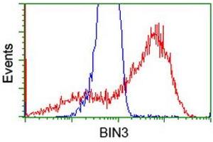 Flow Cytometry (FACS) image for anti-Bridging Integrator 3 (BIN3) antibody (ABIN1496924) (BIN3 抗体)