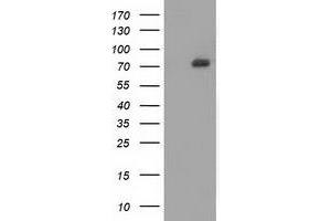 HEK293T cells were transfected with the pCMV6-ENTRY control (Left lane) or pCMV6-ENTRY SAMHD1 (Right lane) cDNA for 48 hrs and lysed. (SAMHD1 抗体)