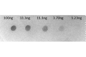 Dot Blot (DB) image for Goat anti-Human IgG (Fc Region) antibody (Alkaline Phosphatase (AP)) - Preadsorbed (ABIN965111)