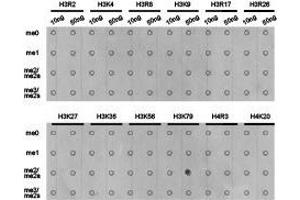 Western Blotting (WB) image for anti-Histone 3 (H3) (H3K79me2) antibody (ABIN1873007) (Histone 3 抗体  (H3K79me2))