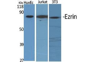Western Blot (WB) analysis of specific cells using Ezrin Polyclonal Antibody. (Ezrin 抗体  (C-Term))