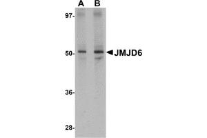 Western Blotting (WB) image for anti-Jumonji Domain Containing 6 (JMJD6) (N-Term) antibody (ABIN1031427) (JMJD6 抗体  (N-Term))