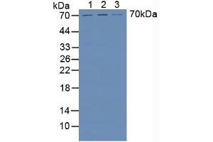 Western blot analysis of (1) Human HeLa cells, (2) Human HepG2 Cells and (3) Human Liver Tissue. (HPSE 抗体  (AA 34-115))