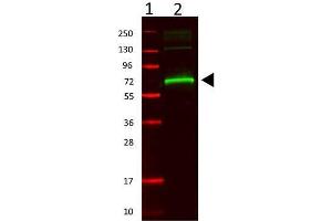 Western Blot of Rabbit anti-Mouse Serum Albumin cat. (Albumin 抗体)