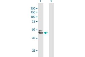 Western Blot analysis of NEU1 expression in transfected 293T cell line by NEU1 MaxPab polyclonal antibody. (NEU1 抗体  (AA 1-415))