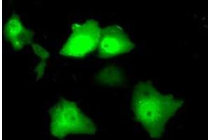 Anti-SRR mouse monoclonal antibody (ABIN2453687) immunofluorescent staining of COS7 cells transiently transfected by pCMV6-ENTRY SRR (RC210359). (SRR 抗体)