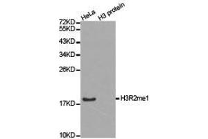 Western Blotting (WB) image for anti-Histone 3 (H3) (H3R2me) antibody (ABIN1873013) (Histone 3 抗体  (H3R2me))