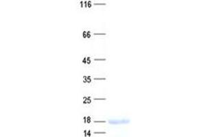 Validation with Western Blot (JDP2 Protein (His tag))