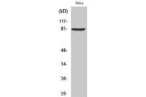 Western Blotting (WB) image for anti-Ankyrin Repeat and Protein Kinase Domain-Containing Protein 1 (ANKK1) (Internal Region) antibody (ABIN3180874) (ANKK1 抗体  (Internal Region))