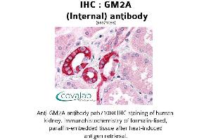 Image no. 2 for anti-GM2 Ganglioside Activator (GM2A) (Internal Region) antibody (ABIN1734834) (GM2A 抗体  (Internal Region))