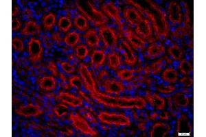 Paraformaldehyde-fixed, paraffin embedded rat kidney, Antigen retrieval by boiling in sodium citrate buffer (pH6) for 15min, Block endogenous peroxidase by 3% hydrogen peroxide for 20 minutes, Blocking buffer (normal goat serum) at 37°C for 30min, Antibody incubation with 	Fx1A Polyclonal Antibody, Unconjugated  at 1:400 overnight at 4°C, followed by a conjugated secondary (Goat Anti-rabbit IgG/Bio) for 20 minutes at 37°C, followed by a conjugated streptavidin -Cy3) at 1:500] for 40 minutes and DAPI staining of the nuclei. (Fx1a 抗体)