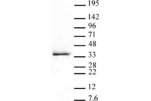 Western Blot: HeLa nuclear extract (20 µg per lane) probed with the Histone H1. (Histone H1.5 抗体  (pSer17))