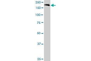 EIF5B MaxPab polyclonal antibody. (EIF5B 抗体  (AA 1-1220))