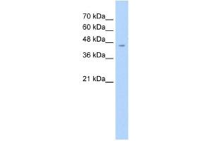 ASS1 antibody used at 2. (ASS1 抗体  (C-Term))