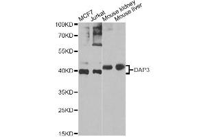 Western blot analysis of extracts of various cell lines, using DAP3 Antibody. (DAP3 抗体)
