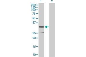 Western Blot analysis of CD79B expression in transfected 293T cell line by CD79B MaxPab polyclonal antibody. (CD79b 抗体  (AA 1-229))