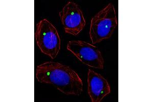 Immunofluorescence (IF) image for anti-Pericentriolar Material 1 (PCM1) antibody (ABIN3003242) (PCM1 抗体)