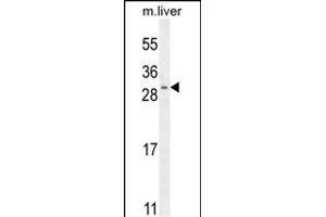 SHISA3 Antibody (C-term) (ABIN655742 and ABIN2845188) western blot analysis in mouse liver tissue lysates (35 μg/lane). (SHISA3 抗体  (C-Term))