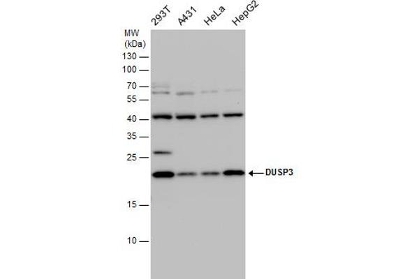Dual Specificity Phosphatase 3 (DUSP3) 抗体