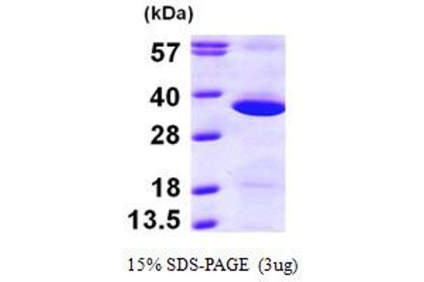 GNPDA1 Protein (AA 1-289) (His tag)