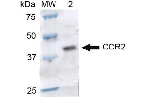 Western blot analysis of Rat Brain cell lysates showing detection of ~41. (CCR2 抗体  (Atto 390))