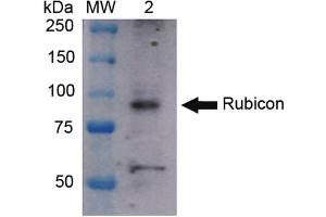 Western blot analysis of Human HeLa cell lysates showing detection of ~108 kDa Rubicon protein using Rabbit Anti-Rubicon Polyclonal Antibody . (Rubicon 抗体  (N-Term))