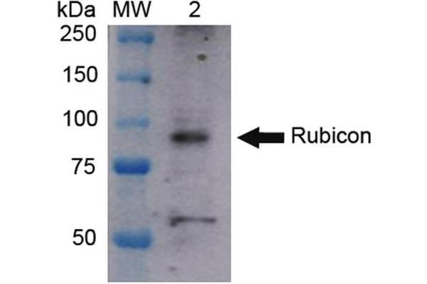 Rubicon 抗体  (N-Term)