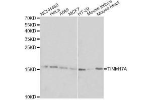 Western blot analysis of extracts of various cell lines, using TIMM17A antibody. (TIMM17A 抗体  (AA 1-171))