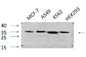 Western Blot analysis of MCF-7 (1), A549 (2), K562 (3), HEK293 (4), diluted at 1:1000. (EIF2A 抗体)