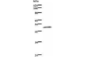 Western Blotting (WB) image for anti-Paired Box 7 (PAX7) antibody (ABIN931174) (PAX7 抗体)