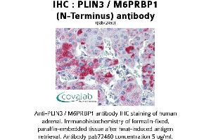 Image no. 1 for anti-Perilipin 3 (PLIN3) antibody (ABIN1738155) (PLIN3 抗体)