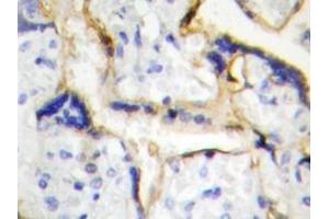 Immunohistochemistry analyzes of Casein Kinase Iε antibody in paraffin-embedded human placenta tissue. (CK1 epsilon 抗体)