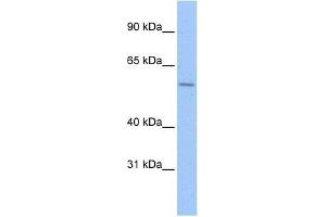 ZNF596 antibody used at 5 ug/ml to detect target protein. (ZNF596 抗体  (C-Term))