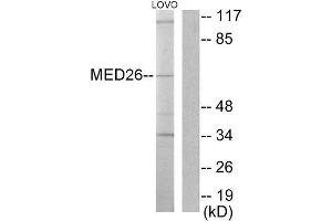 Western Blotting (WB) image for anti-Mediator Complex Subunit 26 (MED26) (N-Term) antibody (ABIN1849071) (MED26 抗体  (N-Term))