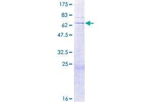 LIG3 Protein (AA 1-299) (GST tag)