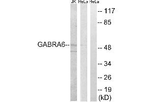 Western blot analysis of extracts from HeLa cells and Jurkat cells, using GABRA6 antibody. (GABRA6 抗体  (Internal Region))