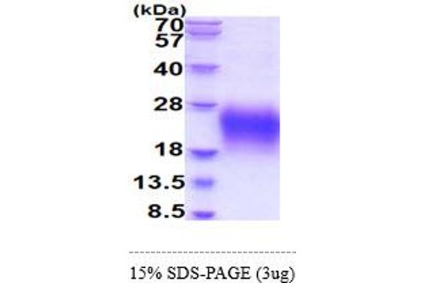 CD79a Protein (AA 33-143) (His tag)