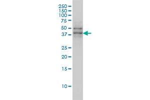 Western Blotting (WB) image for anti-TAF7 RNA Polymerase II, TATA Box Binding Protein (TBP)-Associated Factor, 55kDa (TAF7) (AA 130-224) antibody (ABIN563086)