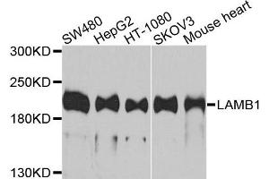 Western blot analysis of extracts of various cells, using LAMB1 antibody. (Laminin beta 1 抗体)