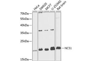 Western blot analysis of extracts of various cell lines, using NCS1 antibody  at 1:1000 dilution. (NCS1 抗体  (AA 1-190))