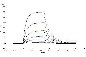 Surface Plasmon Resonance (SPR) image for Angiotensin I Converting Enzyme 2 (ACE2) protein (His tag) (ABIN6952704)