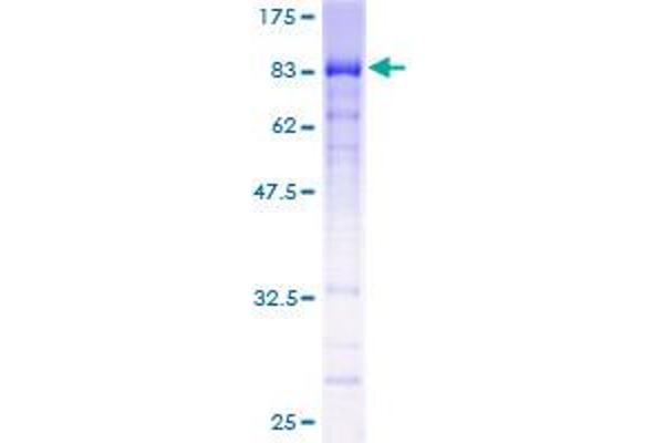 HINFP Protein (AA 1-517) (GST tag)