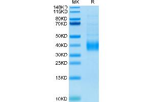 SDS-PAGE (SDS) image for Sialic Acid Binding Ig-Like Lectin 15 (SIGLEC15) (AA 60-322) protein (His-Avi Tag) (ABIN7275584)