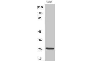 Western Blotting (WB) image for anti-Hydroxysteroid (17-Beta) Dehydrogenase 10 (HSD17B10) (Internal Region) antibody (ABIN3180036) (HSD17B10 抗体  (Internal Region))