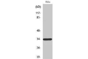 Western Blotting (WB) image for anti-MAS-Related GPR, Member E (MRGPRE) (Internal Region) antibody (ABIN3176081) (MRGPRE 抗体  (Internal Region))