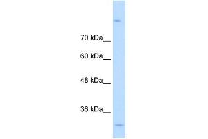 MPPED2 antibody used at 0. (MPPED2 抗体  (C-Term))