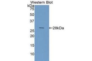 Western Blotting (WB) image for anti-Galectin 3 (LGALS3) (AA 1-250) antibody (ABIN1858949) (Galectin 3 抗体  (AA 1-250))