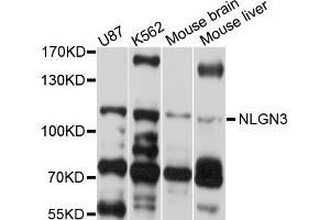 Western blot analysis of extracts of various cell lines, using NLGN3 antibody (ABIN4904538) at 1:1000 dilution. (Neuroligin 3 抗体)